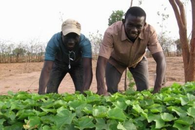 世界銀行、セネガルのアグリビジネスなど国家成長戦略への融資決定 画像