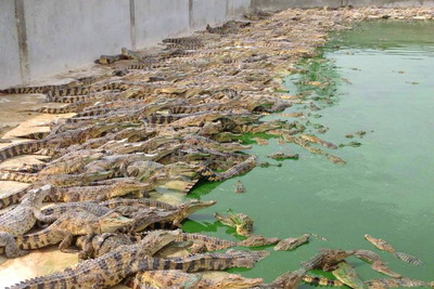 タイの麻薬組織、マネーロンダリング先に選んだのはワニの養殖場 画像