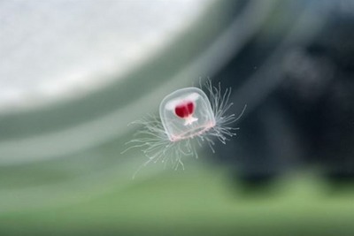 F1GPでおなじみモナコ沖に生息するクラゲは、世界唯一の「不老不死」 画像