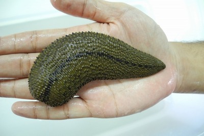 【閲覧注意】タイで続々発見される巨大生物…ミミズ、ムカデ、ヒル 画像
