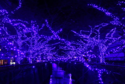 目黒川が「青の洞窟」に… イルミネーションで冬も盛り上げる 画像