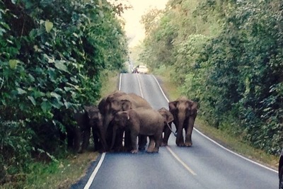 クルマ、人、食堂を襲う野生のゾウ…タイ国立公園付近で頻発 画像