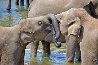 ミャンマーから「ゾウ」の贈り物…2018年、4頭が札幌・円山動物園へ 画像