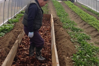 【食と農業を考える】冬から始める夏野菜のための温床作り 画像
