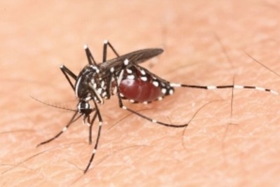 デング熱発生が過去最悪のペース、今年に入り死者は54人…マレーシア 画像