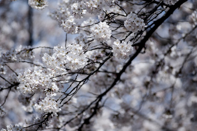 桜の開花、東京は3月26日、大阪は3月24日に 画像