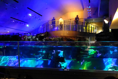 すみだ水族館に光と音楽とペンギンの新展示…森泉がお持ち帰り!?［写真蔵］ 画像