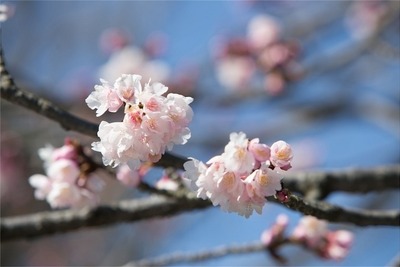 全国で最初の桜が開花…鹿児島気象台発表 画像
