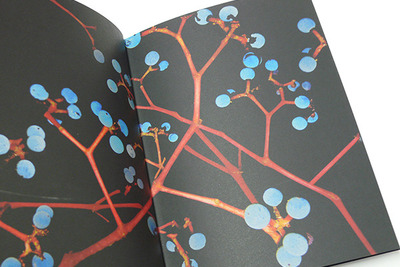 月夜に照らされた幻想的な植物を撮り下ろしたアートな写真集 画像