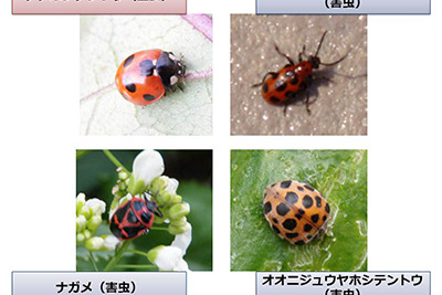 画像認識技術を害虫駆除に活用…農作物の生産性を向上 画像