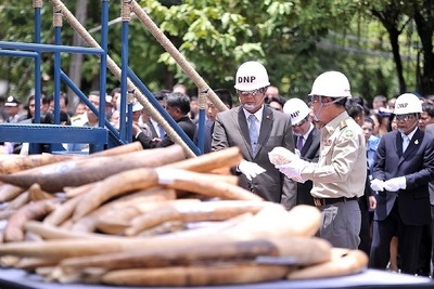 タイ政府、密輸を阻止し押収した象牙2トンを首相の前で破砕 画像