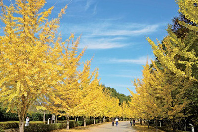 秩父路のイチョウ並木を堪能、グルメもありのウォーキングイベント 画像