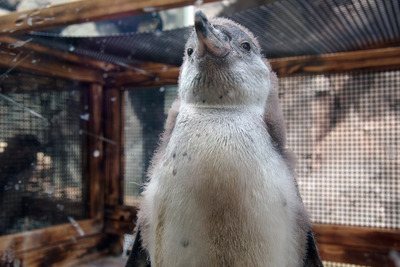 「嵐ペンギン」東北サファリパークで誕生 画像