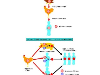 鳥インフルエンザ「鶏肉や卵は安全か」、国民生活センターに相談相次ぐ 画像
