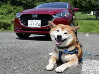 【柴犬ハルの気になるクルマ】ディーゼルの音やパワーフィールをどう感じる? マツダ2で試した 画像