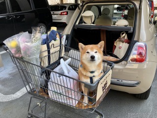 【柴犬ハルの気になるクルマ】コンパクトカーで送るハルのリアルな日常生活 画像