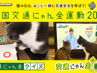 猫にレクチャー?「交通にゃん全クイズ」猫参加型の安全キャンペーン 画像