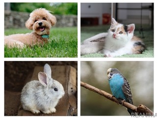 【インターペット2021】2年ぶり開催…ブームの中、動物福祉を考える 4月1-4日 画像