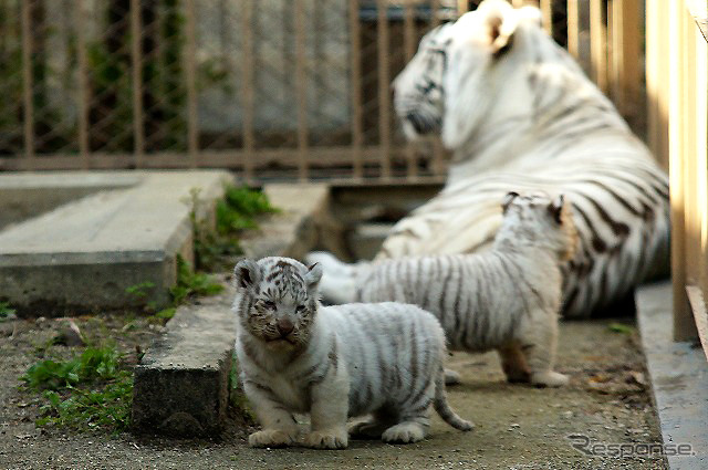 ゴールデンウィーク 東武動物公園のホワイタタイガー赤ちゃん 写真蔵 16枚目の写真 画像 レスポンス Response Jp