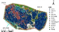 実証実験で可視化した樹木分類図