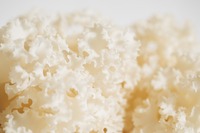 白い花びらのような見た目で高品質の「ホホホタケ」