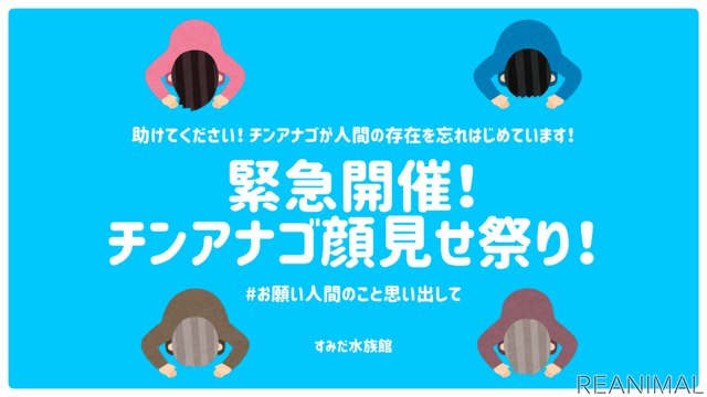 すみだ水族館「チンアナゴ顔見せ祭り」を緊急開催