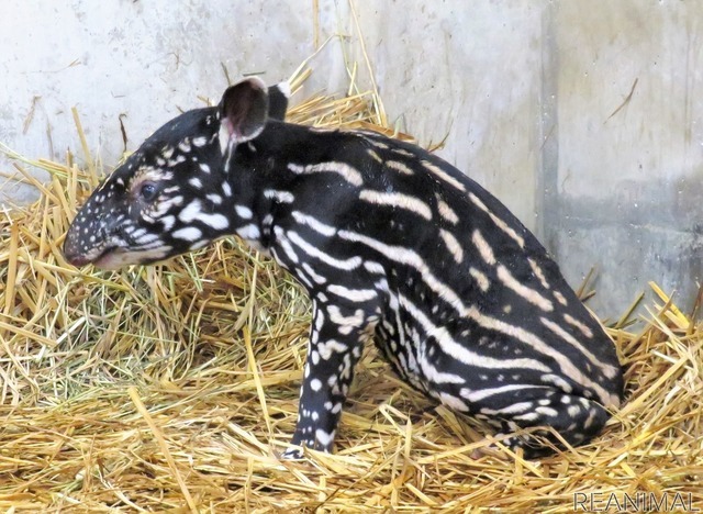 静岡市立日本平動物園、絶滅危惧種マレーバクの赤ちゃんの一般公開を開始