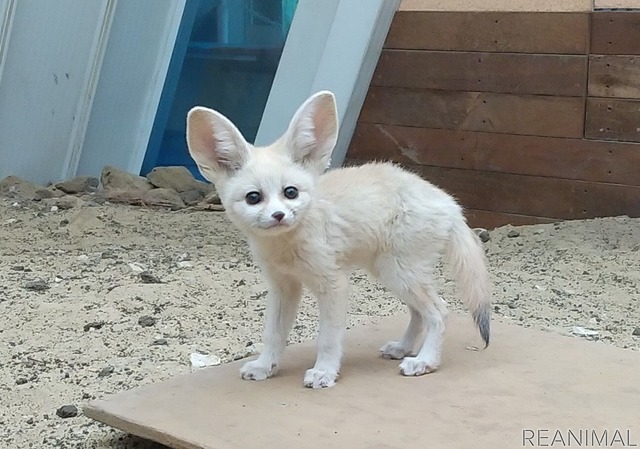 フェネックの子ども、カマル