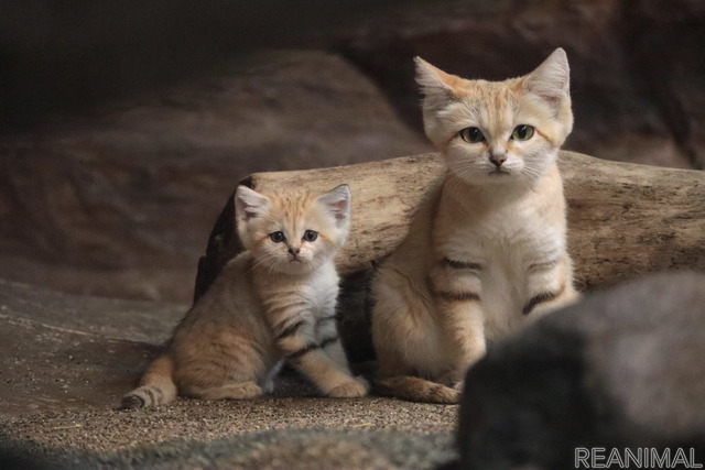 母ジャミールと7月9日生まれの赤ちゃん