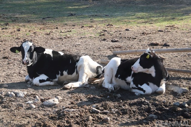 丑年なので牛に会いに行ってきた(雪印こどもの国牧場)