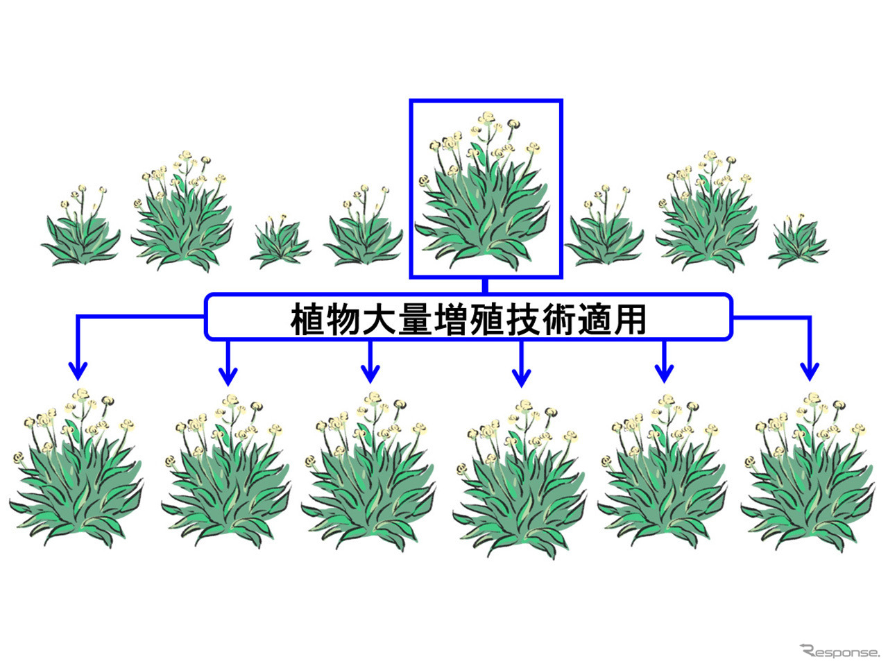 グアユールの増殖イメージ
