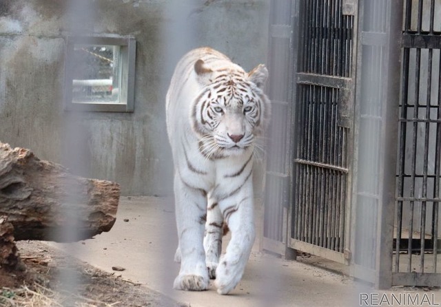 宇都宮動物園のホワイトタイガーとアムールトラ