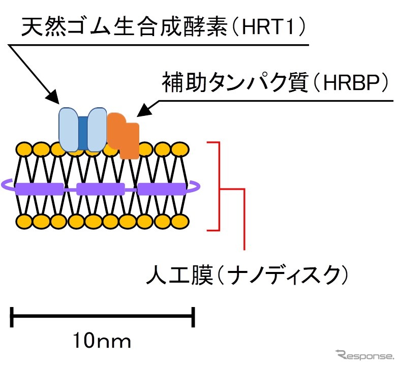 今回発明した新手法