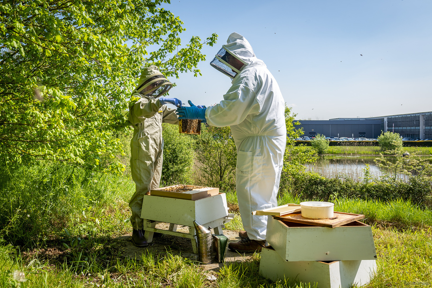 ロールスロイスの養蜂活動