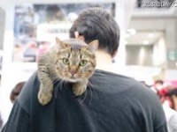 【インターペット16】ペットの祭典、今回はニャンと猫関連の出展増加 画像