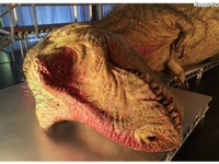 ナガシマスパーランドにナショジオ「恐竜大解剖」ティラノ標本 画像