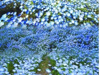 はとバス、春の日帰りツアー全135コースを設定…お花見コース充実 画像