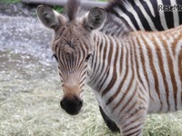 羽村市動物公園、シマウマの赤ちゃん誕生…愛称投票実施 画像