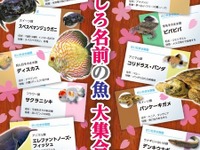 聞いたこともない面白ネーミングのお魚だけを集めた春の特別展示 画像