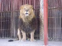 ライオンを載せたトラック横転!! 逃げ出したら… 画像