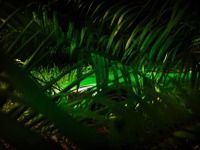 ジャングルに AMG GT？　最強仕様の「R」予告 画像