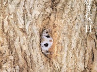 カーブミラーの特性あれこれ、きちんと理解 画像