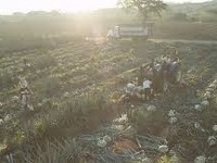 テキーラ大手とフォードが協力…樹脂素材を開発 画像