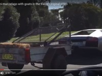 ランボルギーニ、トレーラーを牽引…荷台にヤギ［動画］ 画像