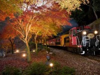 嵯峨野観光鉄道、紅葉シーズンでライトアップ　10月15日から 画像