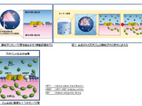 天然ゴム生合成のナゾ---住友ゴムと東北大学が共同研究成果を発表 画像
