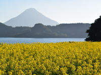 【ドライブコース探訪】“イッシー”の池田湖で、冬の菜の花を楽しむ 画像