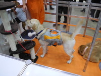 【ウェアラブルEXPO 2017】犬や猫の気持ちがわかるスーツが登場、今春発売へ…アニコール 画像