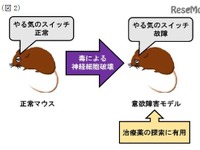 脳内の「やる気スイッチ」を発見!…慶應義塾大ほか共同研究グループ 画像
