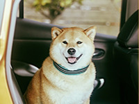 日産 リーフ で旅するプロトラベラー3名が決定…「柴犬まる」も特別参加 画像